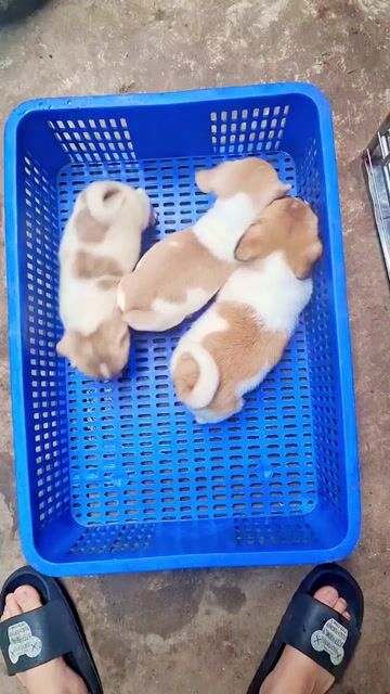 pug xệ đẹp trai. Mua bán Chó tại Quận Hoàng Mai Hà Nội được đăng bởi ben hình 1