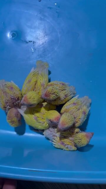 Chim Lovebird Vàng Mặt Đỏ. Mua bán Chim tại Quận 11 Tp Hồ Chí Minh được đăng bởi thuỷ tiên hình 1