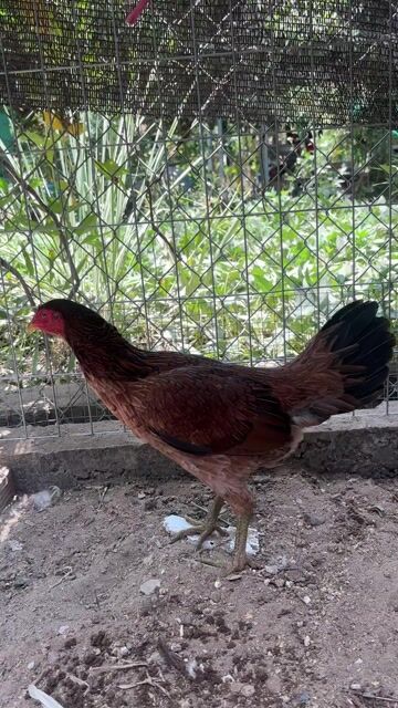 Gà Asil Mỹ lai Việt Mái. Mua bán Gà tại Huyện Châu Thành Long An được đăng bởi bé ba hình 1