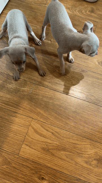 Chó Phốc hươu Cái Lilac mắt Xanh. Mua bán Chó tại Quận Cầu Giấy Hà Nội được đăng bởi Thảo Trang hình 1