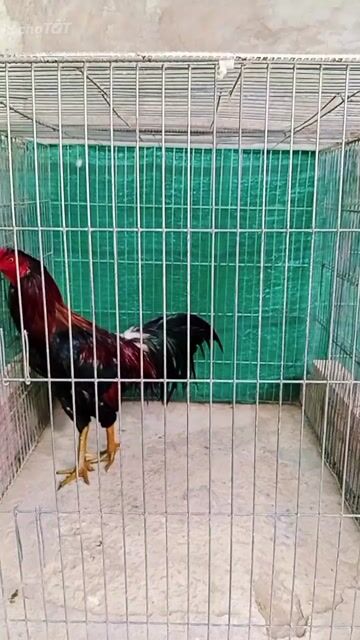 Gà trống 3.2kg Đỏ đen. Mua bán Gà tại Huyện Trà Ôn Vĩnh Long được đăng bởi Luyến Gà Nòi hình 1