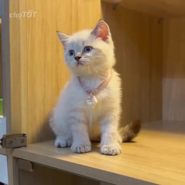 Tìm nhà mới cho bé ạ. Mua bán Mèo tại Quận 12 Tp Hồ Chí Minh được đăng bởi Nguyễn Thị Ánh Tuyết hình 1