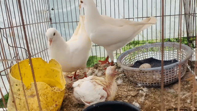 Chim bồ câu Trắng sinh sản 3 con. Mua bán Chim tại Quận Ninh Kiều Cần Thơ được đăng bởi huỳnh  hình 1