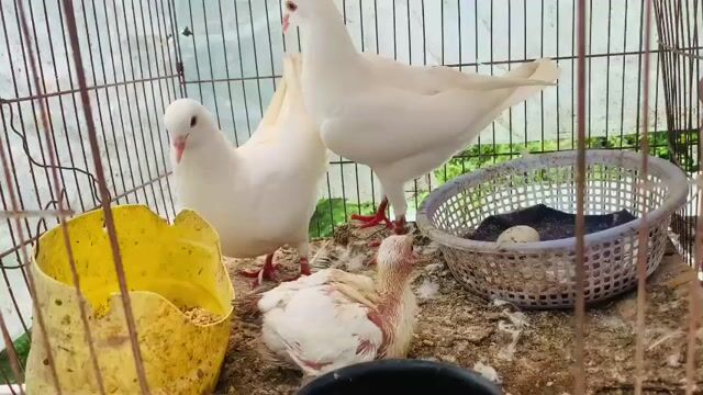 Chim bồ câu Trắng sinh sản 3 con. Mua bán Chim tại Quận Ninh Kiều Cần Thơ được đăng bởi huỳnh  hình 1