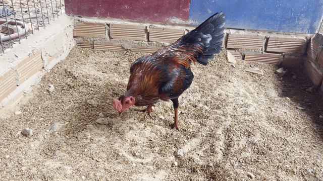 Gà Que Asill Hatch 1kg4 . Trại Gà Nghĩa Q12. Mua bán Gà tại Huyện Hóc Môn Tp Hồ Chí Minh được đăng bởi Trại Gà Tre Nghĩa Q12  hình 1