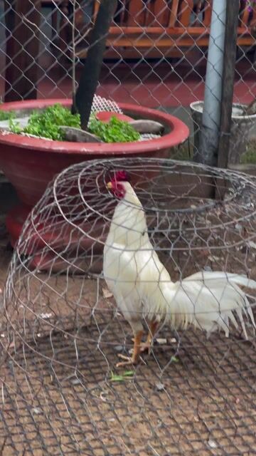 Thái Mỹ tơ zin , 2kg9 còn lên nhiều. Mua bán Gà tại Huyện Ba Tri Bến Tre được đăng bởi Thú Y Chí Hiếu  hình 1