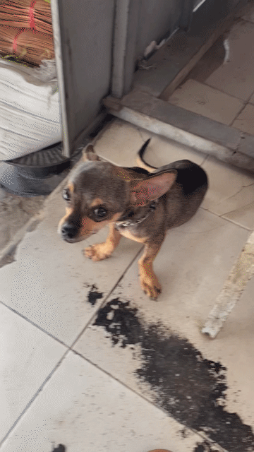 Chó Chihuahua Mini đực 6 tháng Nâu đen. Mua bán Chó tại Quận Bình Tân Tp Hồ Chí Minh được đăng bởi Ngọc hình 1