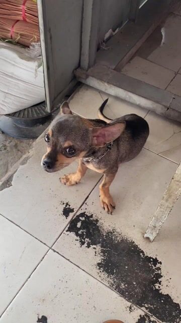 Chó Chihuahua Mini đực 6 tháng Nâu đen. Mua bán Chó tại Quận Bình Tân Tp Hồ Chí Minh được đăng bởi Ngọc hình 1