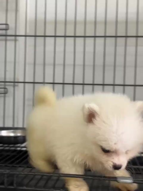 Phốc sóc thuần chủng. Mua bán Chó tại Quận Thanh Khê Đà Nẵng được đăng bởi nu nu hình 1