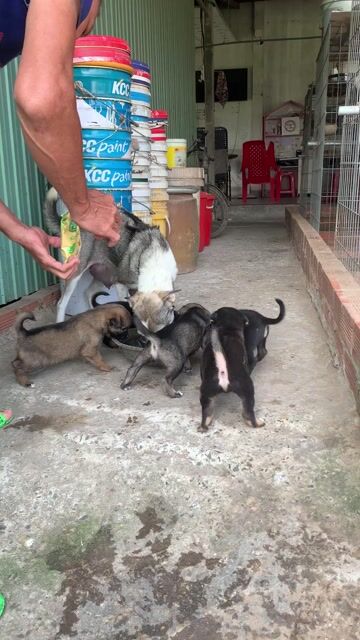 Chó Phú Quốc Đen Nâu Xám. Mua bán Chó tại Huyện Đức Hòa Long An được đăng bởi Thuận hình 1