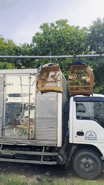 Chim chào mào vừa xong long mùa 2. Mua bán Chim tại Quận 12 Tp Hồ Chí Minh được đăng bởi Hồng Bảo hình 1