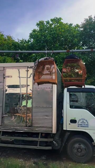 Chim chào mào vừa xong long mùa 2. Mua bán Chim tại Quận 12 Tp Hồ Chí Minh được đăng bởi Hồng Bảo hình 1