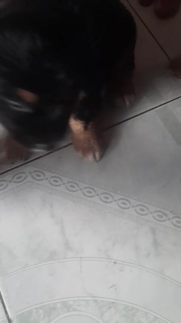 Chó Nhật Đen vàng. Mua bán Chó tại Thành phố Thủ Đức Tp Hồ Chí Minh được đăng bởi Trần Văn Lợi hình 1