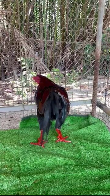 Gà Asiu 3k4 zin chân vàng 8 móng đen rất đẹp. Mua bán Gà tại Quận 6 Tp Hồ Chí Minh được đăng bởi A Tài Gà đá Miền Tây 1 hình 1