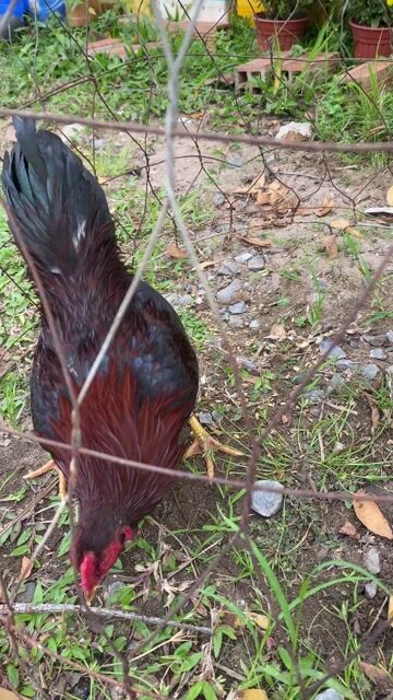 Gà tre Bắc Điều 6 lạng. Mua bán Gà tại Quận Ninh Kiều Cần Thơ được đăng bởi Mỹ asill hình 1