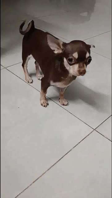 Chó Chihuahua Nâu trắng 2kg. Mua bán Chó tại Quận Gò Vấp Tp Hồ Chí Minh được đăng bởi Trang hình 1