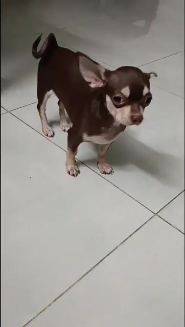 Chó Chihuahua Nâu trắng 2kg. Mua bán Chó tại Quận Gò Vấp Tp Hồ Chí Minh được đăng bởi Trang hình 1