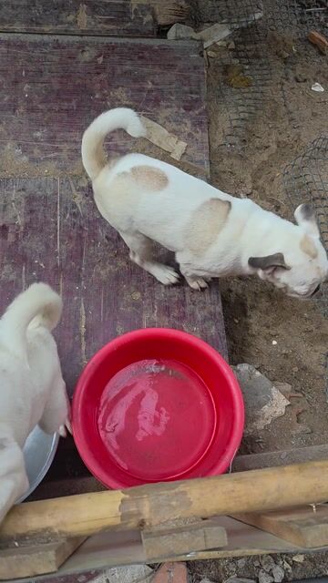 Chó Pug đực cái 6 tháng tuổi. Mua bán Chó tại Thành phố Thuận An Bình Dương được đăng bởi Trường Ngân hình 1