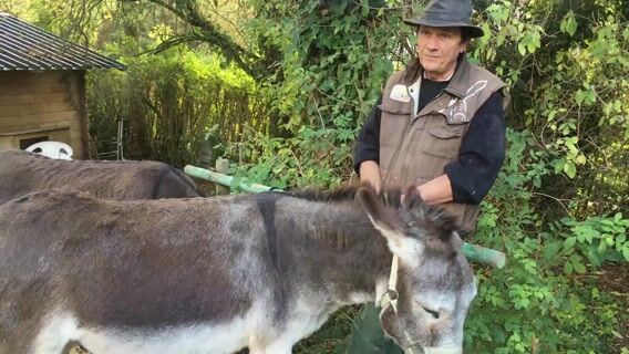 L'Ânier, un metier en perdition ?