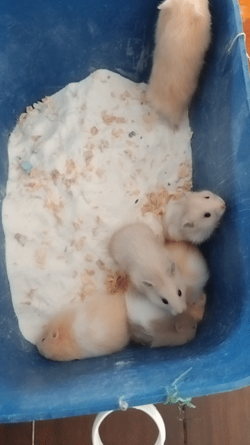 Chuột Hamster Baer Xù nhiều màu. Mua bán Thú cưng khác tại Huyện Phú Tân An Giang được đăng bởi Hamster Pet hình 1