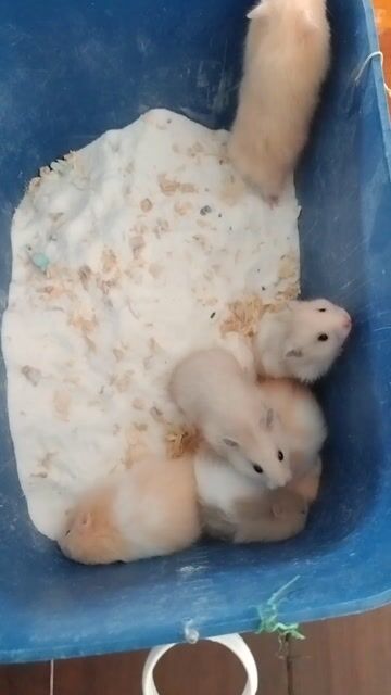 Chuột Hamster Baer Xù nhiều màu. Mua bán Thú cưng khác tại Huyện Phú Tân An Giang được đăng bởi Hamster Pet hình 1