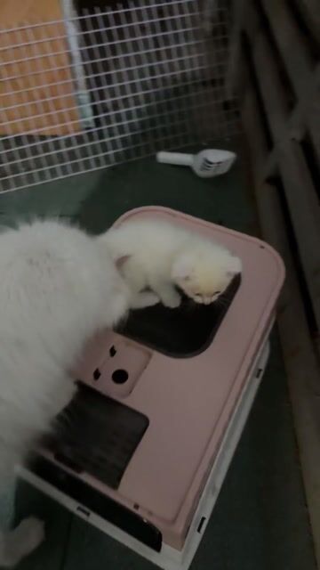 Mèo Tai Cụp Trắng Cả Hai. Mua bán Mèo tại Huyện Nhà Bè Tp Hồ Chí Minh được đăng bởi Ngọc Hân hình 1
