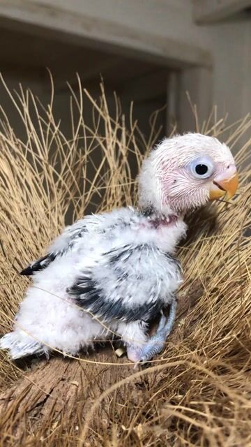 Vẹt Lovebird Euwing đút bột đầu trắng cánh than. Mua bán Chim tại Quận 3 Tp Hồ Chí Minh được đăng bởi Hạt dẻ hình 1