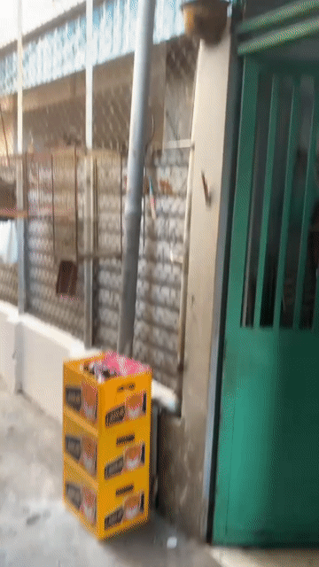 hút mật 7 màu thuầm hót đẹp.. Mua bán Chim tại Huyện Hòa Vang Đà Nẵng được đăng bởi kun hình 1