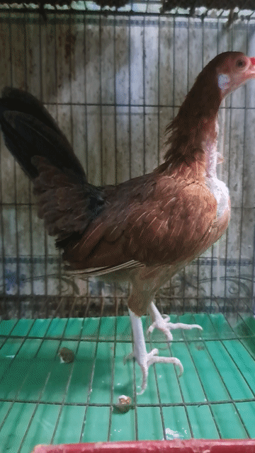 Gà mái mỹ. Mua bán Gà tại Thành phố Thuận An Bình Dương được đăng bởi Mỹ Linh hình 1
