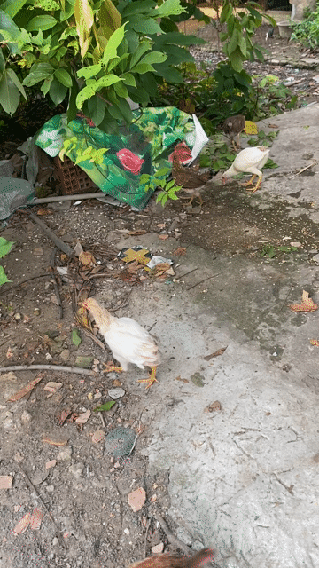 cuban  Asil mái Vip  cặp 7xi. Mua bán Gà tại Huyện Hóc Môn Tp Hồ Chí Minh được đăng bởi Chivas hình 1