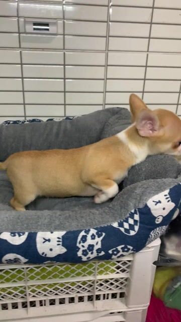 Chó Chihuahua trai 3 tháng đã tiêm. Mua bán Chó tại Quận 8 Tp Hồ Chí Minh được đăng bởi Nguyễn Mạnh  hình 1