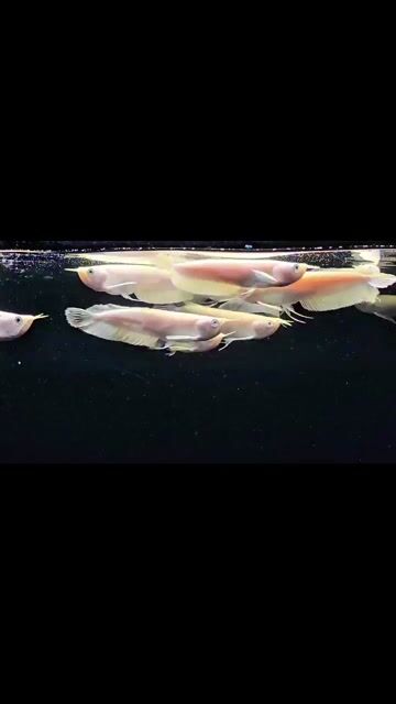 Cá cảnh Abino bản cao 22-24cm. Mua bán Thú cưng khác tại Quận 11 Tp Hồ Chí Minh được đăng bởi Lê Phong hình 1