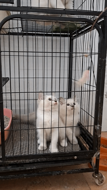 Mèo Ragdoll Trắng Xanh dương Ngoại nhập. Mua bán Mèo tại Quận Thanh Xuân Hà Nội được đăng bởi Cần Vũ hình 1