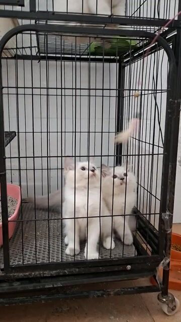 Mèo Ragdoll Trắng Xanh dương Ngoại nhập. Mua bán Mèo tại Quận Thanh Xuân Hà Nội được đăng bởi Cần Vũ hình 1
