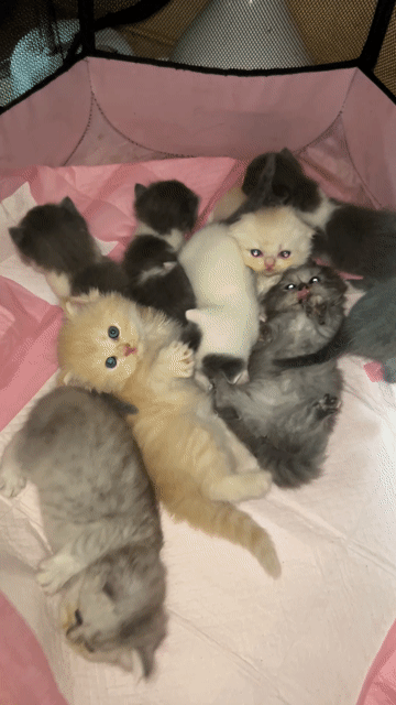 Meomeo nhà trồng xinh iu nhận gạch. Mua bán Mèo tại Quận 11 Tp Hồ Chí Minh được đăng bởi Ngọc Ngọc Meow hình 1