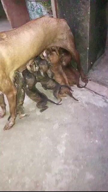 Chó Phú Quốc 35 ngày tuổi. Mua bán Chó tại Thị xã An Nhơn Bình Định được đăng bởi độc hành bước  hình 1