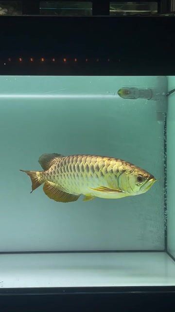 Cá Rồng Bối Vàng đồng 43-45 cm. Mua bán Thú cưng khác tại Thị xã Bến Cát Bình Dương được đăng bởi DANG VAN SANG hình 1