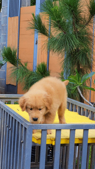 Chó Golden Retriever cái 2 tháng tuổi. Mua bán Chó tại Thành phố Buôn Ma Thuột Đắk Lắk được đăng bởi DOG SAM FARM  hình 1