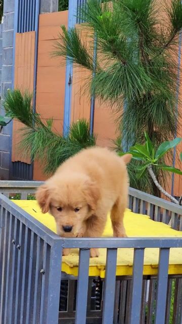 Chó Golden Retriever cái 2 tháng tuổi. Mua bán Chó tại Thành phố Buôn Ma Thuột Đắk Lắk được đăng bởi DOG SAM FARM  hình 1