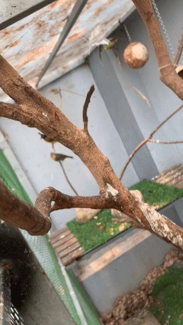 không có time chăm sóc để lại cho bác nào đam mê. Mua bán Chim tại Huyện Hoài Đức Hà Nội được đăng bởi Vũ Nghĩa hình 1