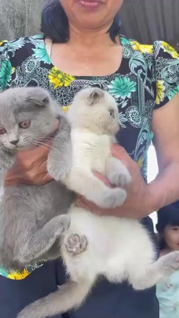 Mèo tai cụp Xám Lông mềm mượt. Mua bán Mèo tại Thành phố Thuận An Bình Dương được đăng bởi Phương  hình 1