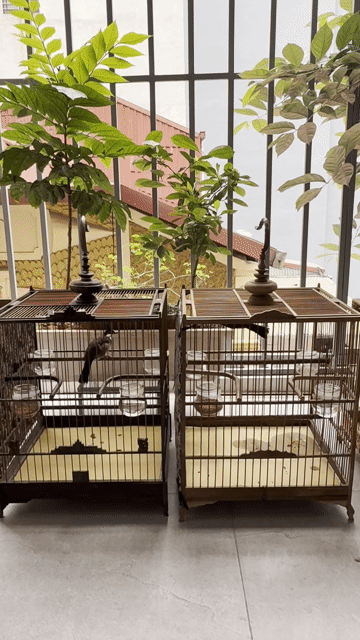 Sau 4 vụ tự nhiên mơ mắt chim căng đét. Mua bán Chim tại Quận Hà Đông Hà Nội được đăng bởi Lêhùng hình 1