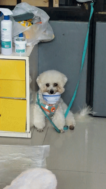 Chó Bichon Frise trắng đã tiêm. Mua bán Chó tại Quận 10 Tp Hồ Chí Minh được đăng bởi Nguyễn Ngọc My hình 1