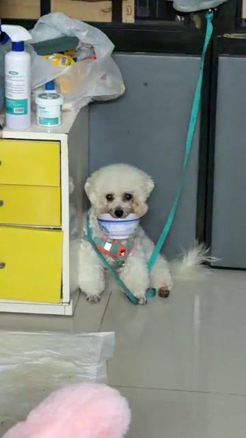 Chó Bichon Frise trắng đã tiêm. Mua bán Chó tại Quận 10 Tp Hồ Chí Minh được đăng bởi Nguyễn Ngọc My hình 1