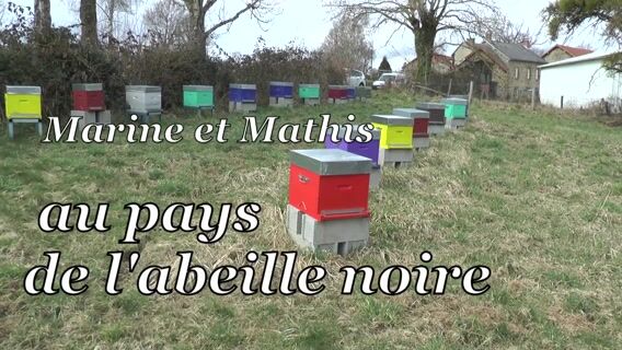 Marine et Mathis au pays des abeilles noires
