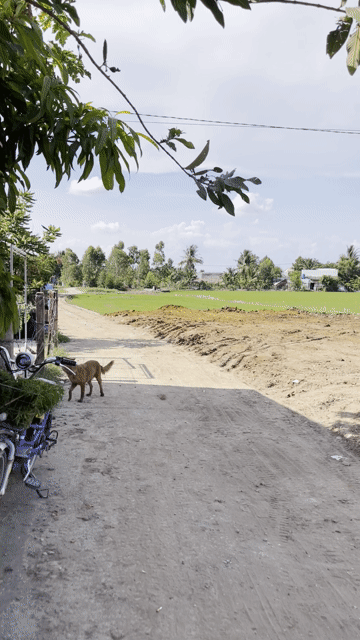 Mua bán Đất Huyện Tân Trụ Long An diện tích 80 m² giá 235 triệu