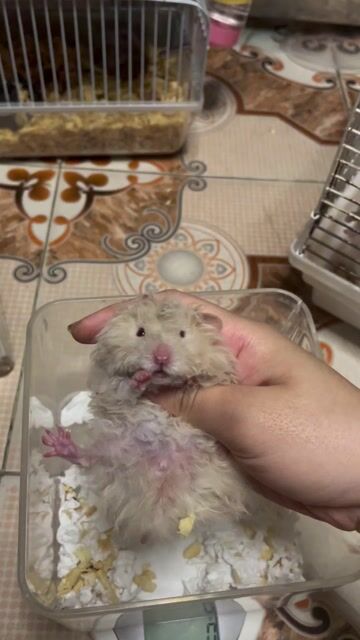 Hamster Xám Đáng yêu. Mua bán Thú cưng khác tại Quận Cẩm Lệ Đà Nẵng được đăng bởi Nơ Hamster Shop hình 1