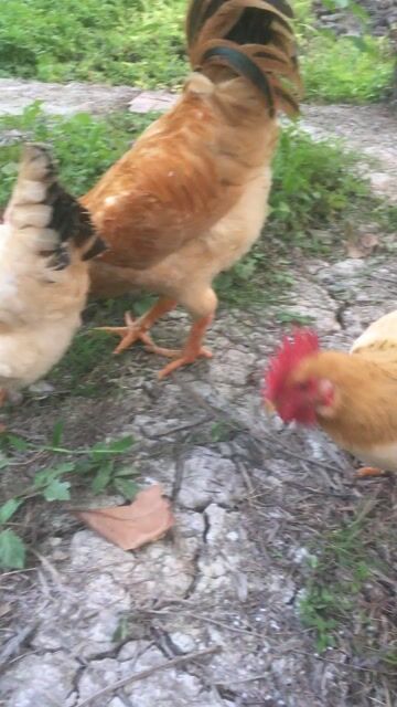 Gà ri đang đẻ màu Nâu vàng. Mua bán Gà tại Thành phố Rạch Giá Kiên Giang được đăng bởi Lê hình 1