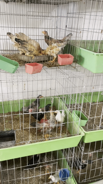 Gà Tre Bắc. Mua bán Gà tại Quận Bình Tân Tp Hồ Chí Minh được đăng bởi bãi nhật 17 hình 1
