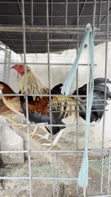 Gà chọi 1.3kg 6 tháng. Mua bán Gà tại Huyện Củ Chi Tp Hồ Chí Minh được đăng bởi Nguyễn thanh Minh hình 1